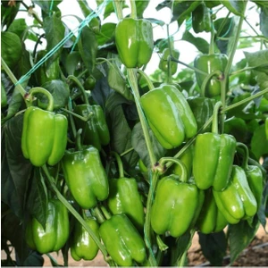Bitkim Sende Dolmalık Biber Fidesi 6 Adet