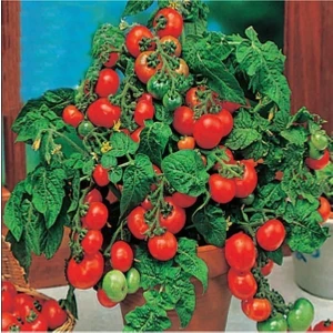 Bitkim Sende Saksılık Bonsai Çeri Domates Fidesi (5 Adet)