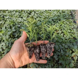 Bitkim Sende Pembe Köy Domatesi Fidesi Yerli Tohum 10 Adet