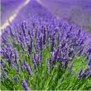 Bitkim Sende Tüplü Yoğun Kokulu Aromatik Lavanta Fidanı