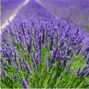 Bitkim Sende Serada Decor&plant Tüplü Yoğun Kokulu Aromatik Lavanta Fidanı