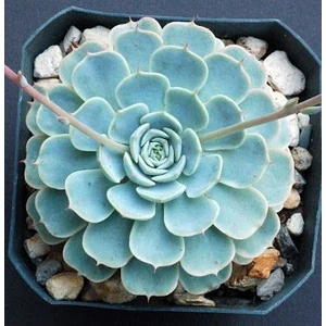 Bitkim Sende Dev Boy Xxl Echeveria Glauca (Aşkın Gözyaşı) Sukulent Bitki