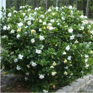 Bitkim Sende Gardenya Jasminoides Kokulu Sarıcı Gardenya Bahçe Gardenyası 1.kalite