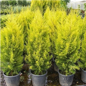 Bitkim Sende Limon Çamı Fidanı 60-80Cm 5 ADET Saksılı Dış Mekan Ağaçları