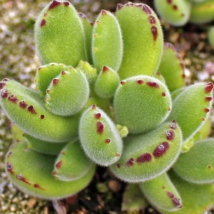 Bitkim Sende Cotyledon Tomentosa Sukulent Bitki (Ayı Pençesi)