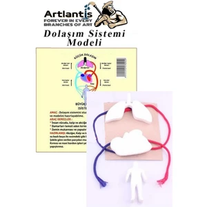 Dolaşım Sistemi Modeli 5 Parça 1 Paket Okul Sınıf Deney Seti Kan Akışı Dolaşım Sistem Deney Malzemesi