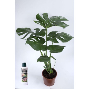 philodendron scandens micans lime Philodendron hederaceum 'Lime' ('Neon') – Foliage Factory main image 0
