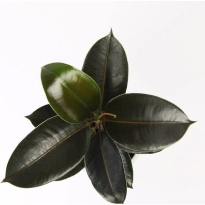 Kauçuk Bitkisi 50 60 cm Ev - Ofis - Salon Bitkisi fiyatları