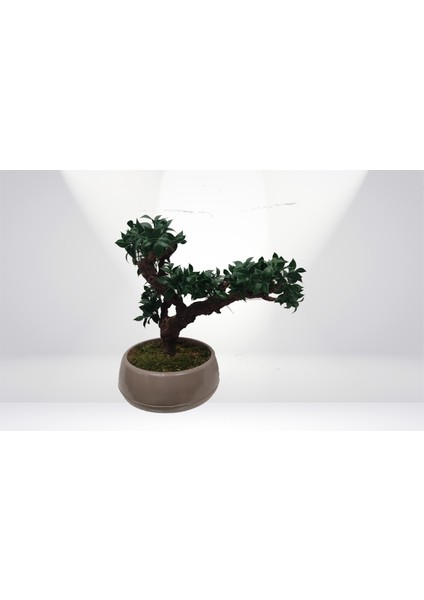 Ginseng Yapay Bonzai Japon Ağacı Mokka Saksıda
