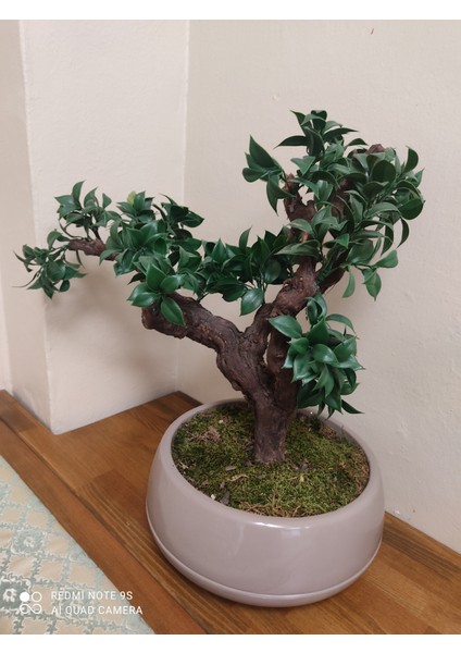 Ginseng Yapay Bonzai Japon Ağacı Mokka Saksıda