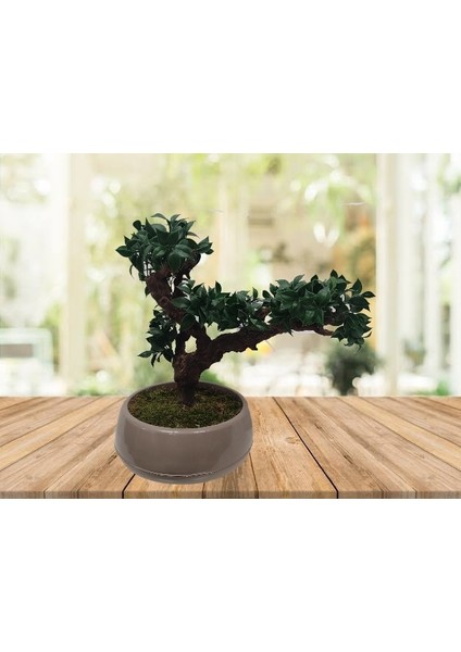 Ginseng Yapay Bonzai Japon Ağacı Mokka Saksıda