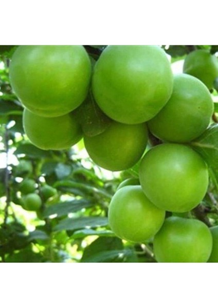 Serada Decor&plant Aşılı Yeşil Can Erik Fidanı 2-3 Yaş