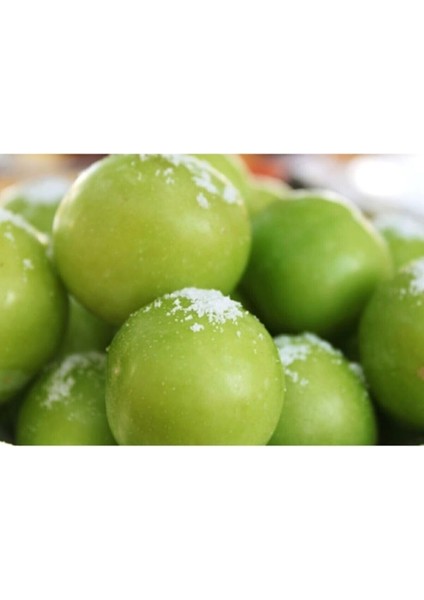 Serada Decor&plant Aşılı Yeşil Can Erik Fidanı 2-3 Yaş