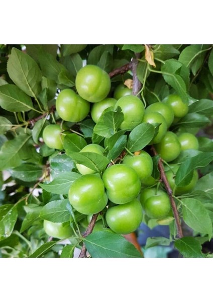 Serada Decor&plant Aşılı Yeşil Can Erik Fidanı 2-3 Yaş