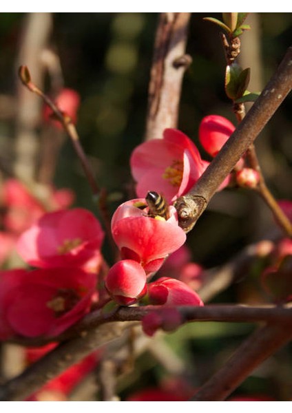 Japon Ayvası (Japanese Quince) Bol Çiçekli Süs Bitkisi Aşılı Meyve Fidanı