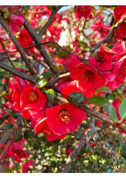 Japon Ayvası (Japanese Quince) Bol Çiçekli Süs Bitkisi Aşılı Meyve Fidanı