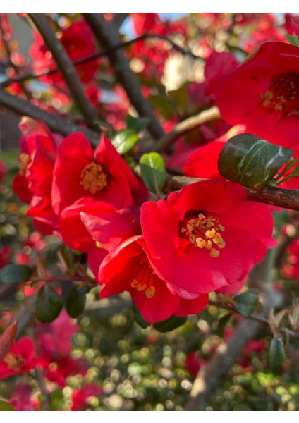 Japon Ayvası (Japanese Quince) Bol Çiçekli Süs Bitkisi Aşılı Meyve Fidanı