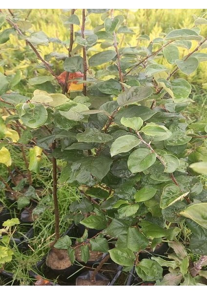 Eşme Aromatik Ayva Fidanı Aşılı Bol Verimli (Soğuğa Dayanıklı) 70- 90 cm