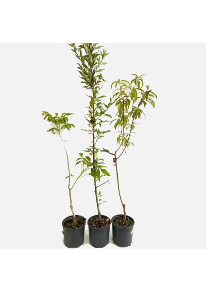 Black Amber Erik Fidanı 2-3 Yaş 70-90 cm Bol Verimli Soğuğa Dayanıklı