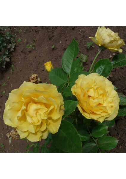 Yediveren Gül Seti 50 cm 5 Adet (Sarı Kırmızı Beyaz Pembe Turuncu) fiyatları