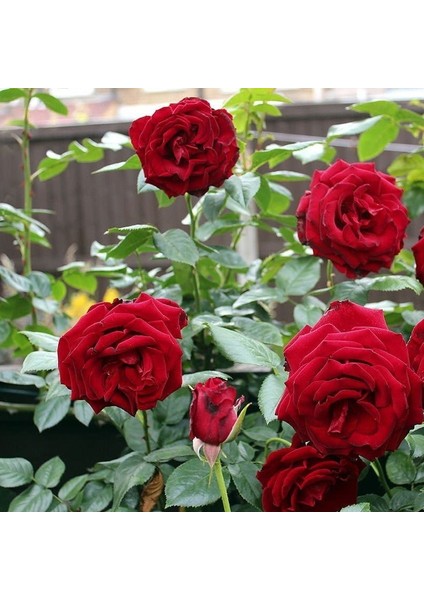 Yediveren Gül Seti 50 cm 5 Adet (Sarı Kırmızı Beyaz Pembe Turuncu) modelleri