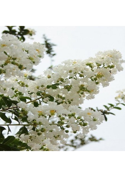 Beyaz Oya Ağacı, Saksıda