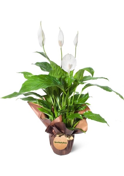Barış Çiçeği(Spathiphyllum ) Salon Saksı Bitkisi