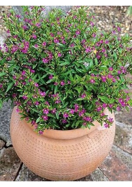 Kufeya Cennet Çiçeği Mor - Cuphea Hyssopifolia 20-30CM (Iç Mekan Bitkileri)