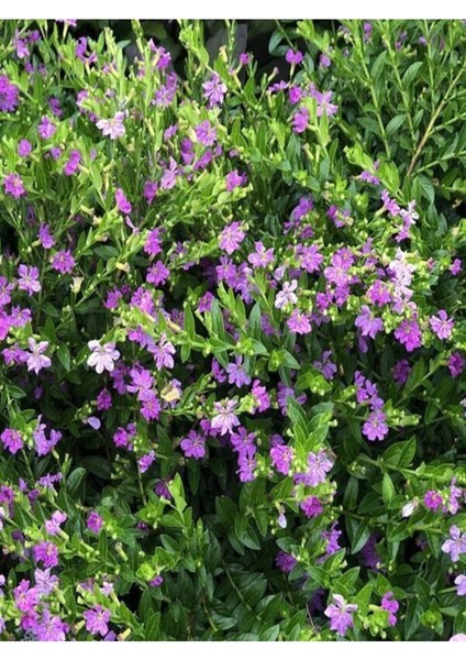 Kufeya Cennet Çiçeği Mor - Cuphea Hyssopifolia 20-30CM (Iç Mekan Bitkileri)