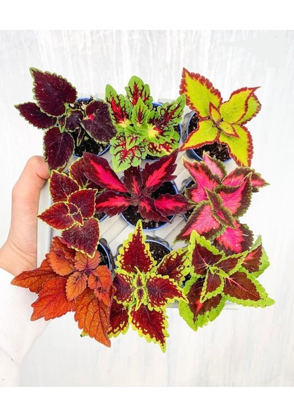Mini Saksıda 9lu Mix Coleus Yaprak Güzeli Seti