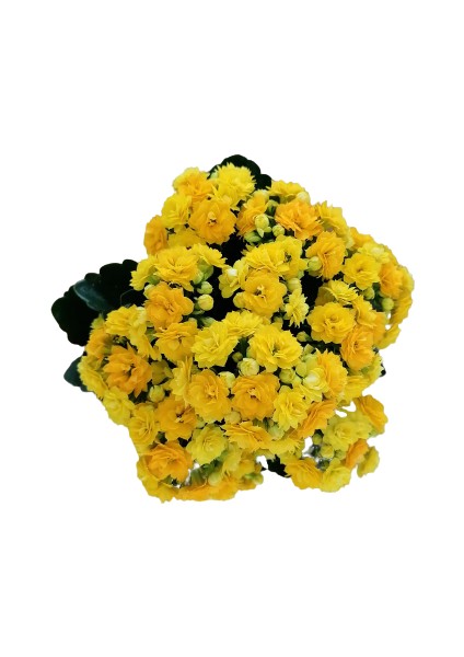 Bitkim Sende Kalanchoe - Kalanşo Çiçeği (Sarı Çiçekli)