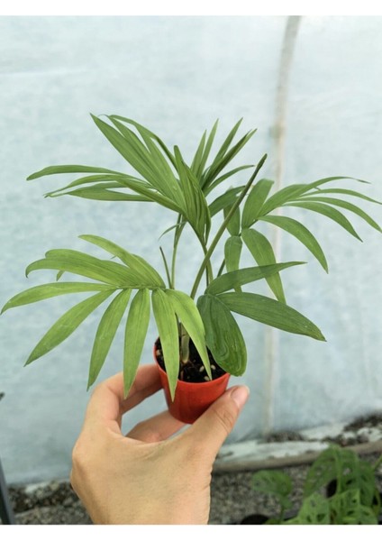 Mini Chamaedorea Dağ Areka Palmiyesi