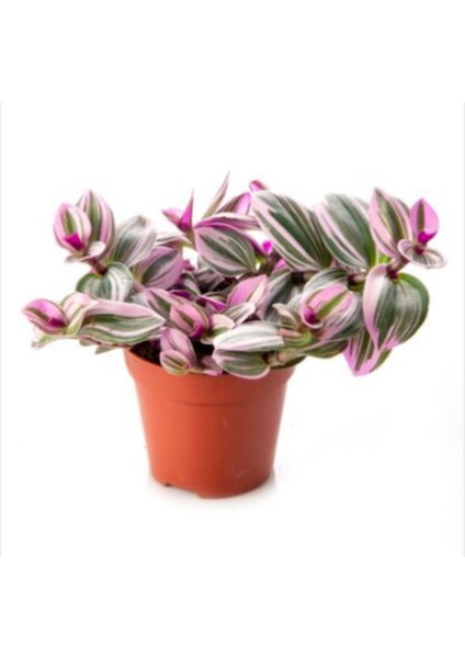 Tradescantia Nanouk 15 cm Pembe Telgraf Çiçeği Canlı Bitki