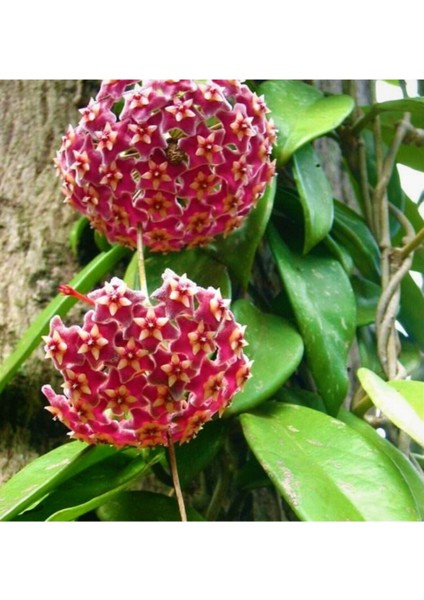 Mum Çiçeği Pembe(Fuşya)(Hoya Carnosa) Kokulu 1.kalite 9 cm Saksıda