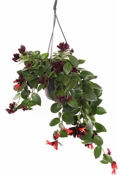 Ruj Çiçeği Aşimetus Çiçeği Aeschynanthus Sarmaşığı Ev Bitkisi Balkon Sarmaşığı