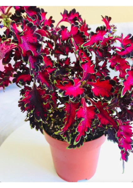 Coleus / Cam Güzeli / Yaprak Güzeli