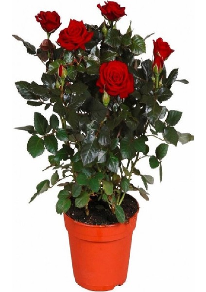 Kırmızı Renk Yediveren 1 Adet Saksılı 30-60Cm Red Rose