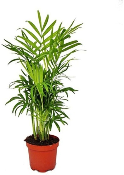 Chamaedorea Elegans | Dağ Palmiyesi (Ithal) Saksı Bitkisi - Ev Bitkisi
