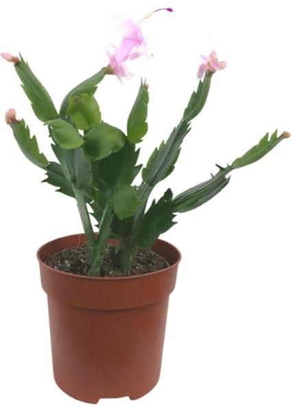 Açık Pmebe Yılbaşı Çiçeği 4 Adet Saksılı 15-25Cm
