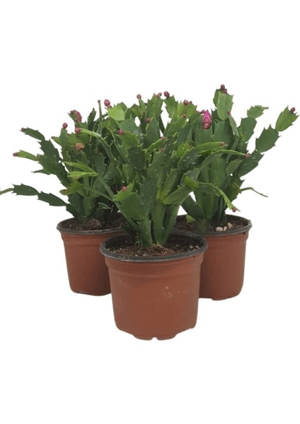 Açık Pmebe Yılbaşı Çiçeği 4 Adet Saksılı 15-25Cm