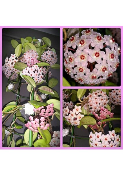 Mum Çiçeği Hoya Carnosa Fidesi 12 cm Lik Saksıda