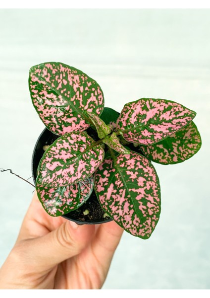 Mini Saksıda Pembe Hypoestes Bitkis Hostes Fittonia Çiçeği