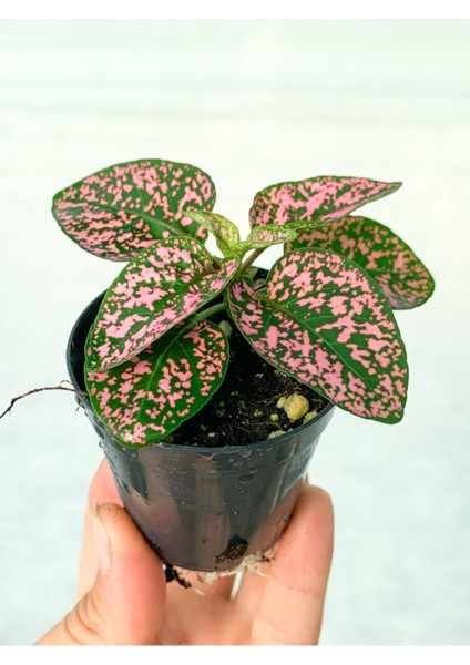 Mini Saksıda Pembe Hypoestes Bitkis Hostes Fittonia Çiçeği fiyatları