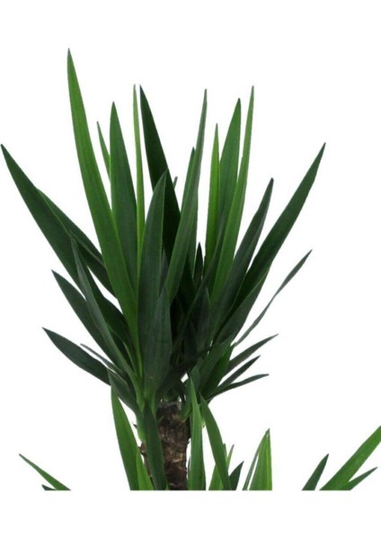 Bitkim Sende Yucca Bitkisi 2 Gövdeli Yuka Bitkisi Avize Çiçeği 80 100 cm Ev Bitkisi Salon Bitkisi 2liyuka