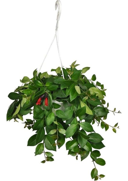 Ruj Çiçeği, Aeschynanthus Sarmaşığı Sarmaşık