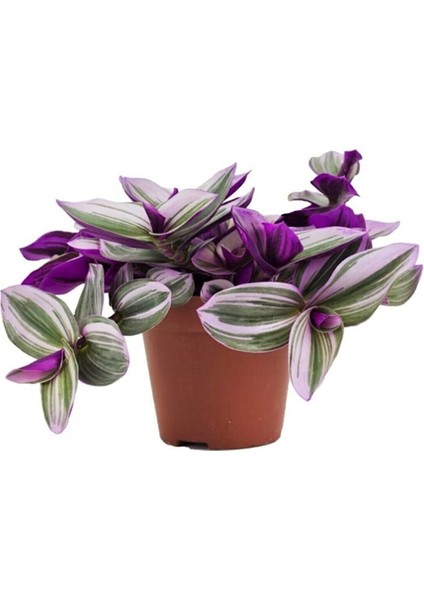 Tradescantia Nanouk Pembe Telgraf Çiçeği Ithal 12.cm.büyük Boy Saksıda