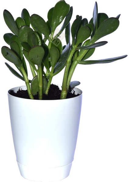 Saksılı Para Ağacı Çiçeği Crassula Ovata Fidanı Dolgun 25-30CM