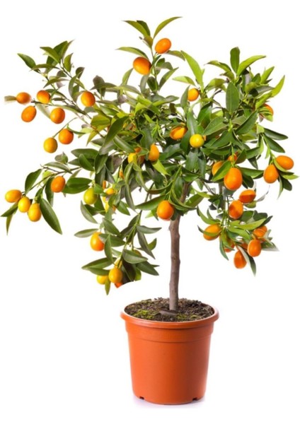 Kumkuat Ağacı Kamkat Ağacı Meyveli Bodur 50 cm