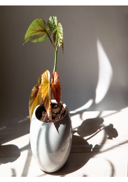Çilli Begonya 8.5 Saksıda Begonia Corollina Mini Boy Bol Dallı Iç Mekan Bitkisi
