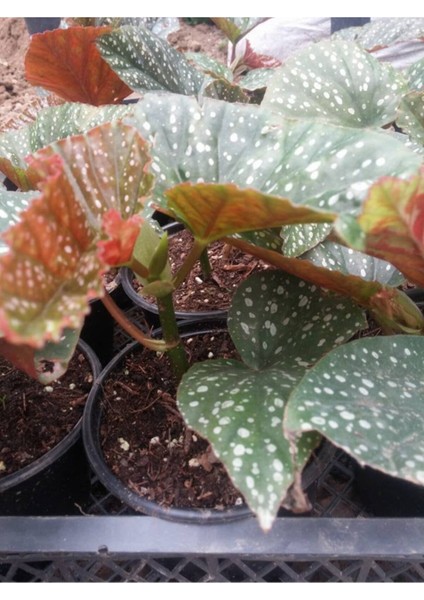Çilli Begonya 8.5 Saksıda Begonia Corollina Mini Boy Bol Dallı Iç Mekan Bitkisi